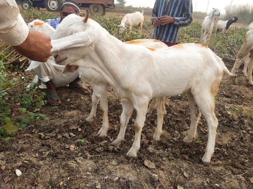 Sojat Goat