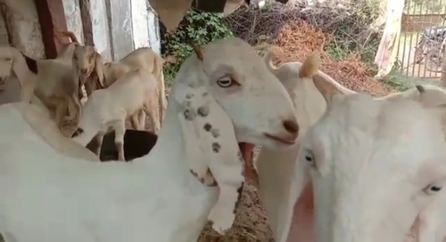 Sojat Goat  — photo 2