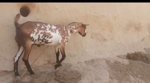 Barbari Goat — photo 3