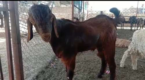 Sirohi Goat