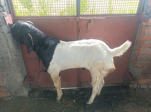 Betal goat — photo 2