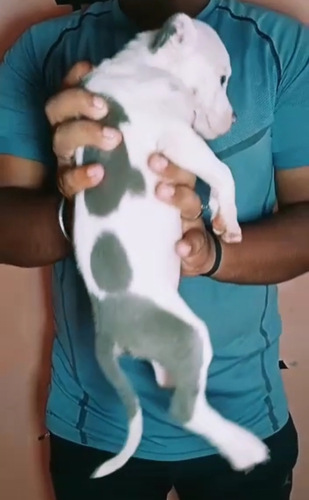 American Bully — photo 2