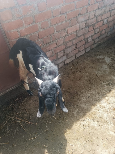 Betal goat — photo 3