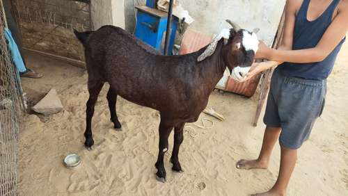 Best price Goat — photo 5