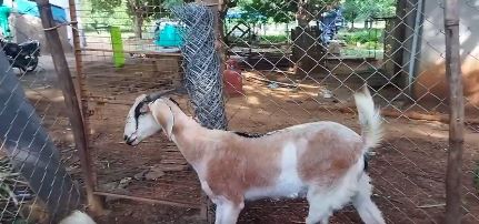 Karnataka goat — photo 2