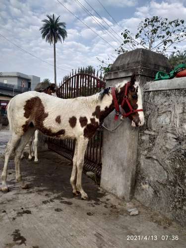 Baby horse marwadi — photo 2