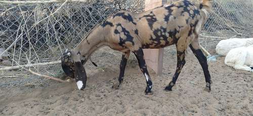 70 sirohi goat available