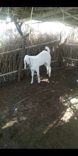 Sojat Goat — photo 2