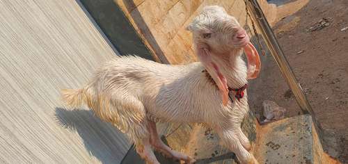 Hansa Goat — photo 3