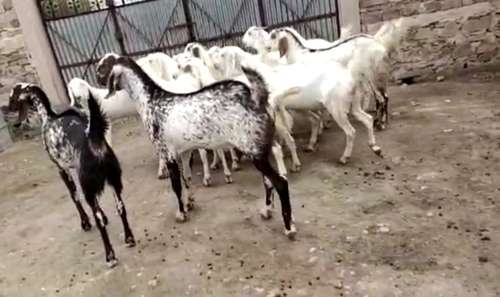 Sojat  Male Goat — photo 3