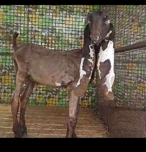 Hydrabadi Goat — photo 3