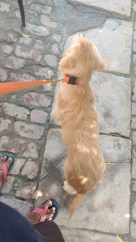 Golden Retriever Puppy — photo 2