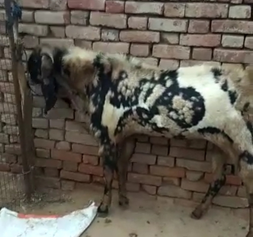Beetal Goat — photo 3