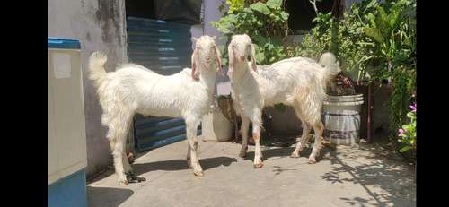 Hansa Goat (Jodi) 