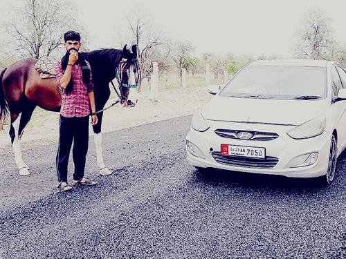 Marwadi Horse 🐎 — photo 4