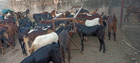 MP GOAT FARM AJMER RAJASTHAN CONTACT 6375303945