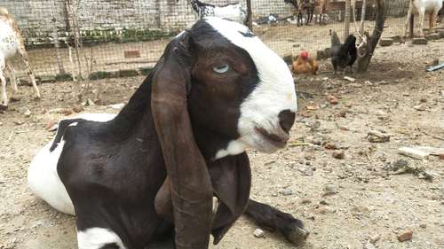 Unique Totapuri Goat white Eyes — photo 2