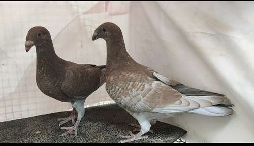 Beauty Homer Pigeon — photo 4