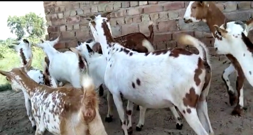 All Breed Goat — photo 4