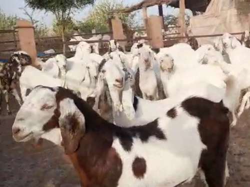 Sojat Goat