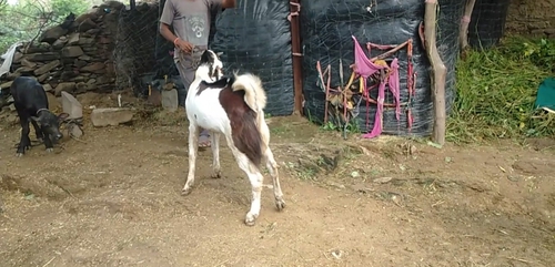 Goat — photo 5