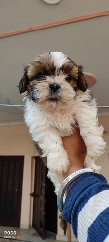 Shitzu Puppy
