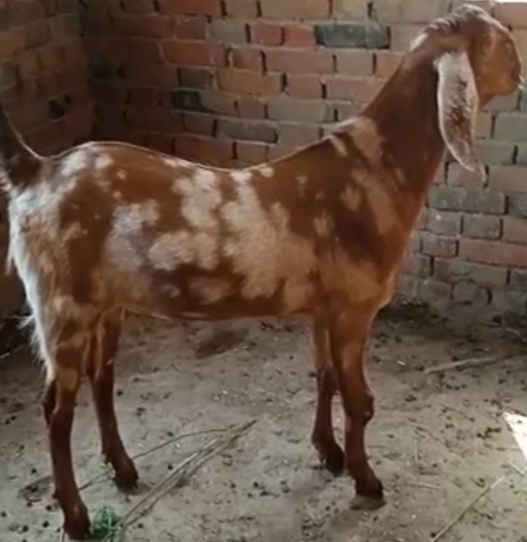 Sirohi goat — photo 5