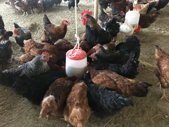 KUROLIER LAYER HENS — photo 5