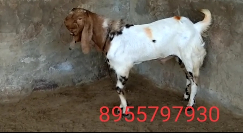 Sojat Goat — photo 4