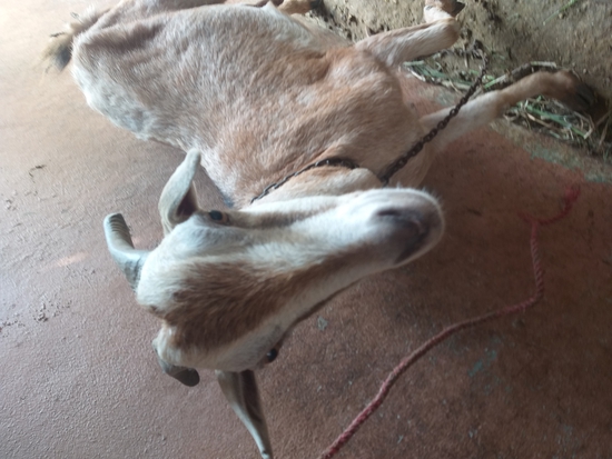 Desy goat — photo 5