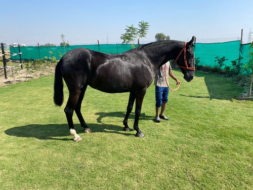 Marwari Horse — photo 6