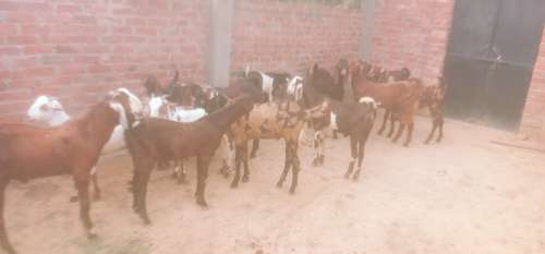 Best price Goat — photo 3