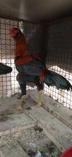 Hen — photo 2