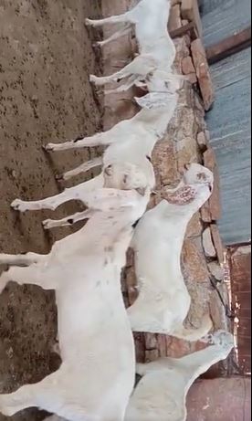 Sojat goat — photo 2