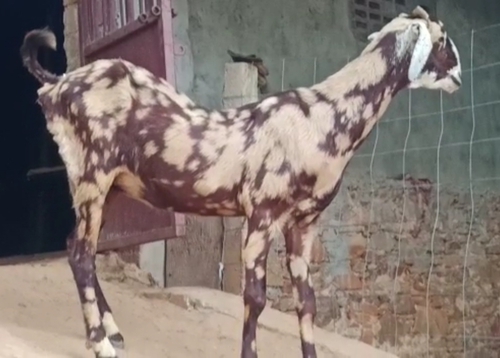 Gujri Goat — photo 2