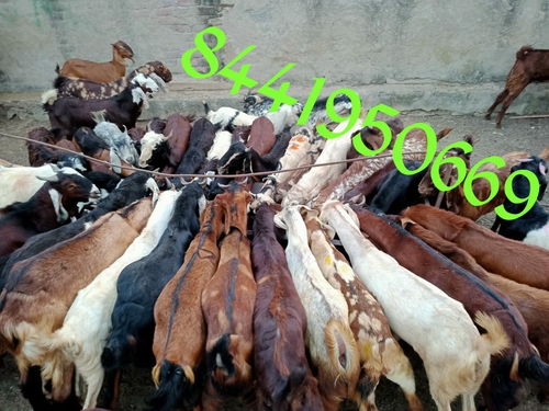 All Breed Available