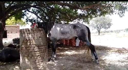 Pure Sindhi Horse