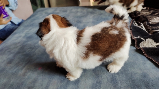 Shihtzu — photo 3
