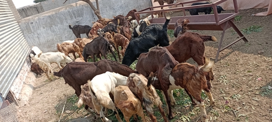 गुजरी//अजमेरी//सिरोही//kids//अवेलेबल//My//Farm 