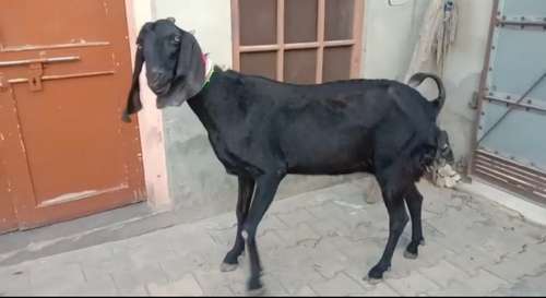 Punjabi Beetal  Female Goat — photo 2