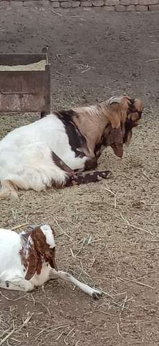 Totapuri Goat — photo 5