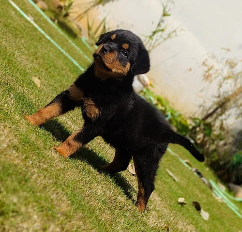 Rottweiler Puppy