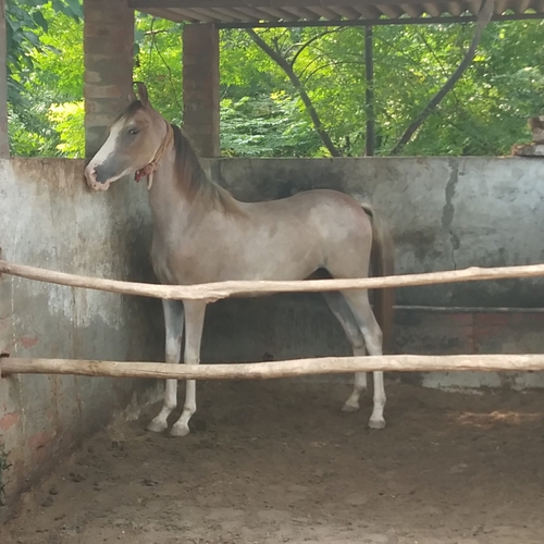 Filly horse — photo 3
