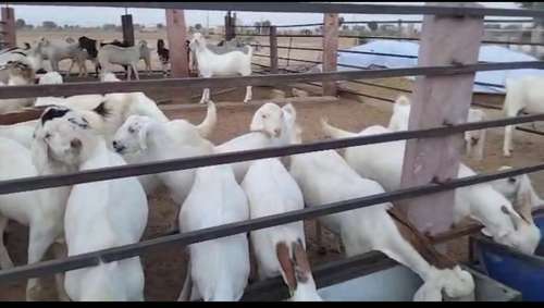 Sojat Male Goat — photo 3