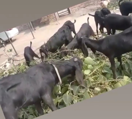Karoli Goat — photo 2
