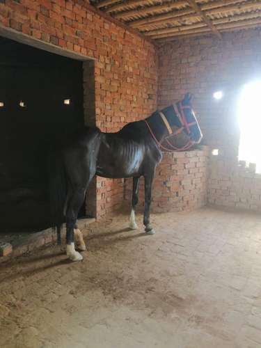Marwadi Horse 🐎