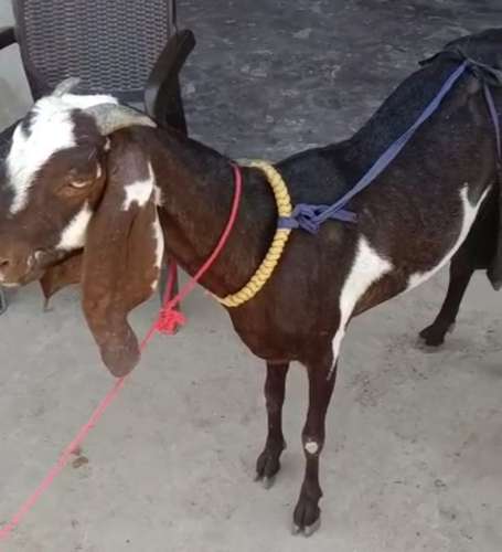 Hydrabadi  Female Goat