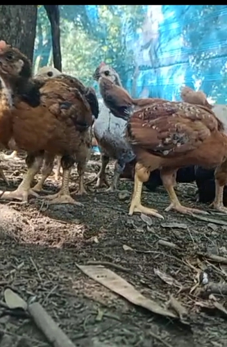Hen desi quality 1 number — photo 3
