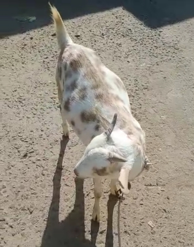 Barbari Goat — photo 4