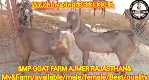 Sirohi Goat — photo 5